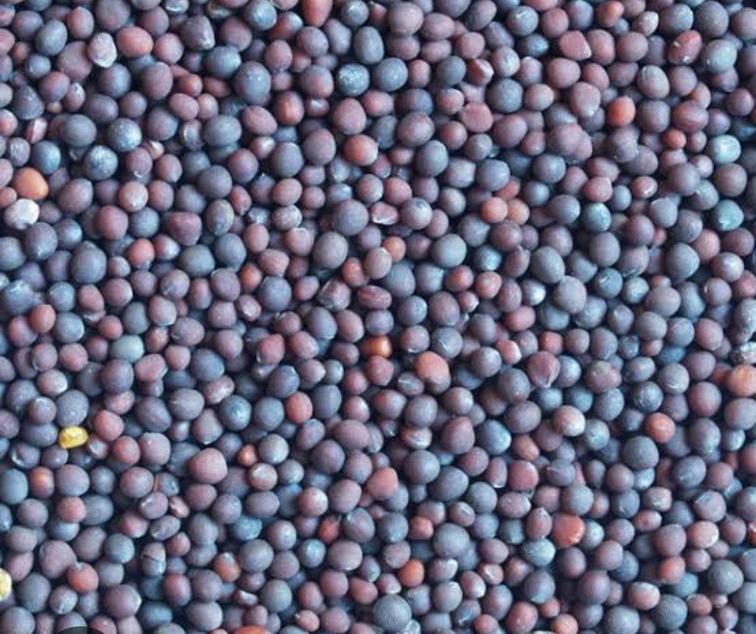 Canola Seeds